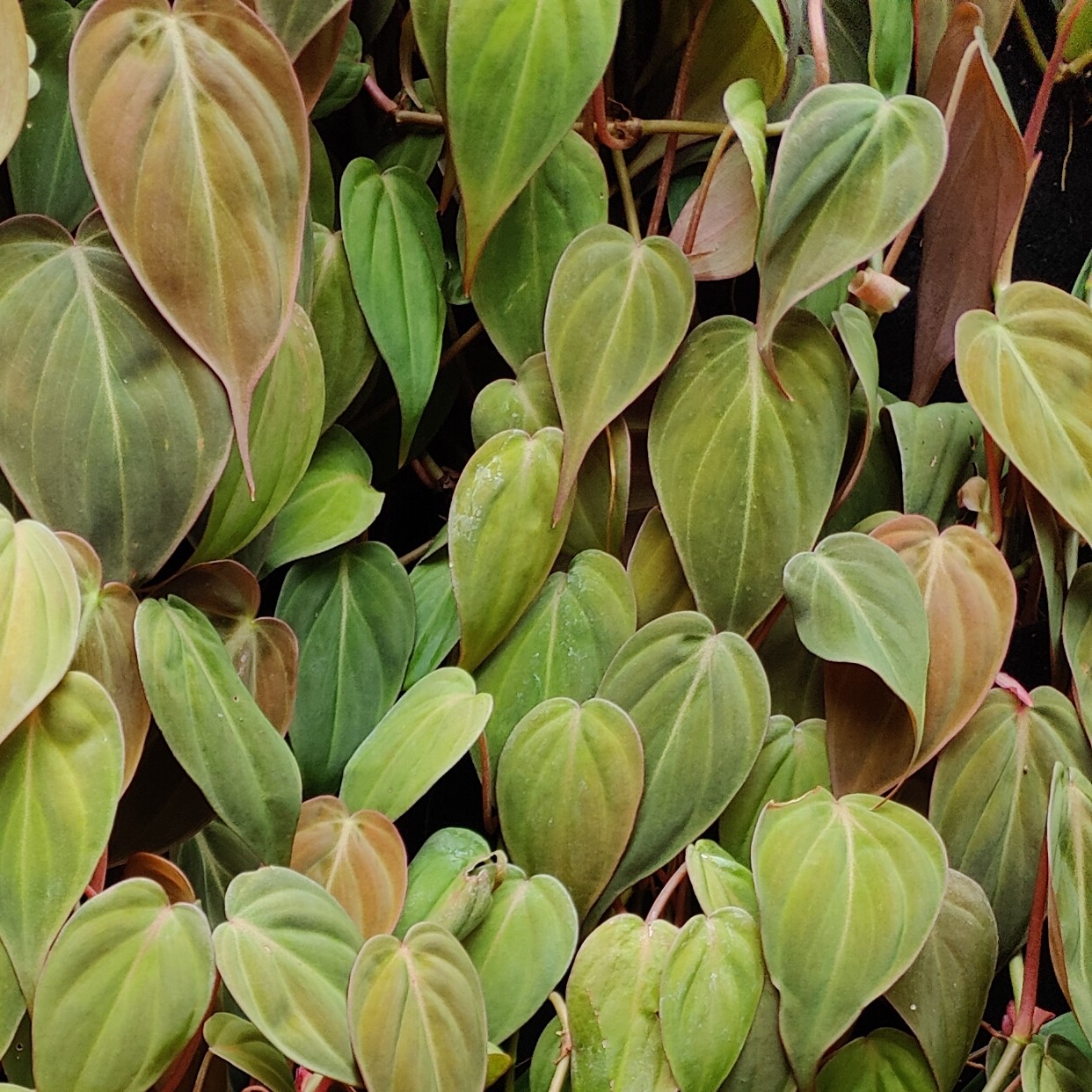 May Flowers Horticulture Installation 97